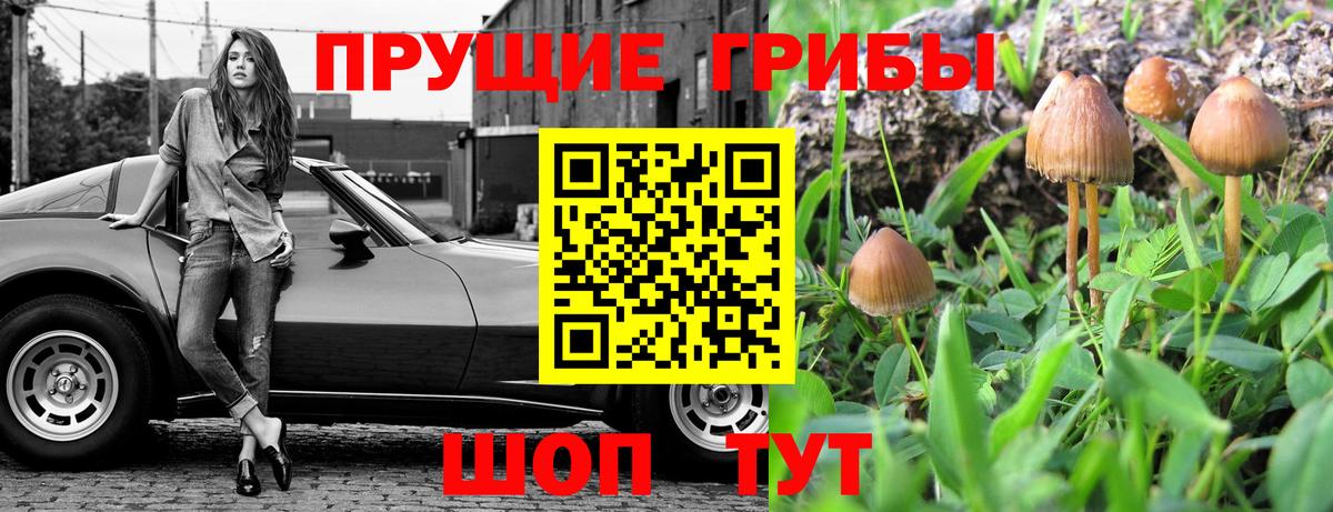 Псилоцибиновые грибы Psilocybine cubensis Кострома